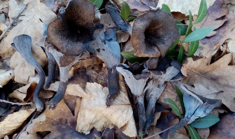 Вороночник рожковидный