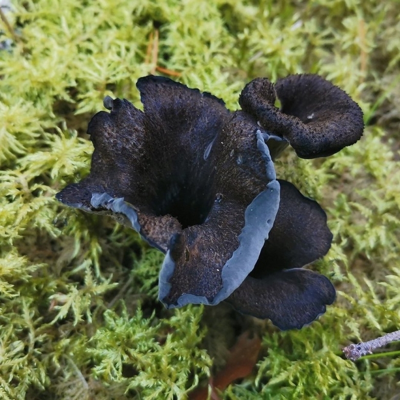 Черная лисичка гриб