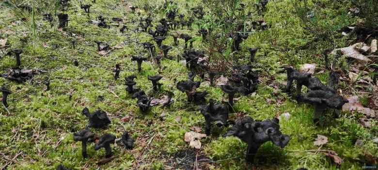 Грибы черные лисички