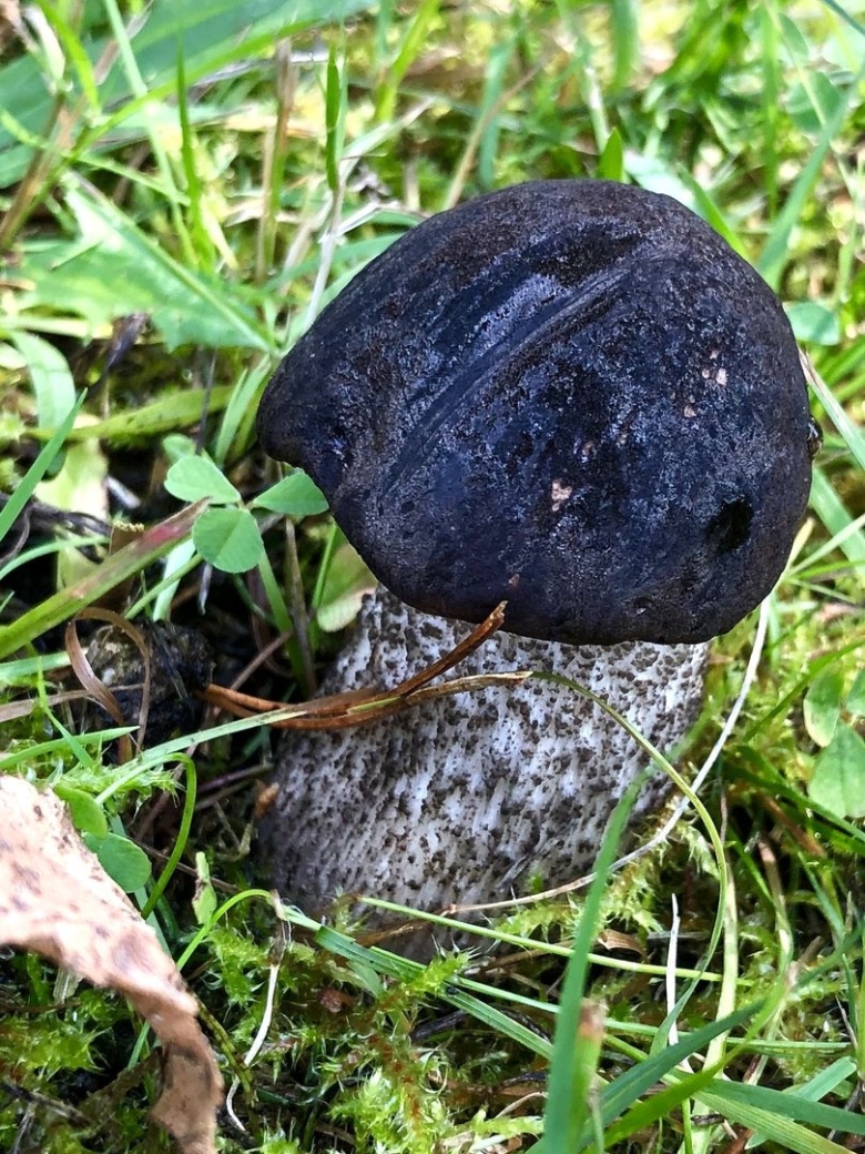 Черный подберезовик