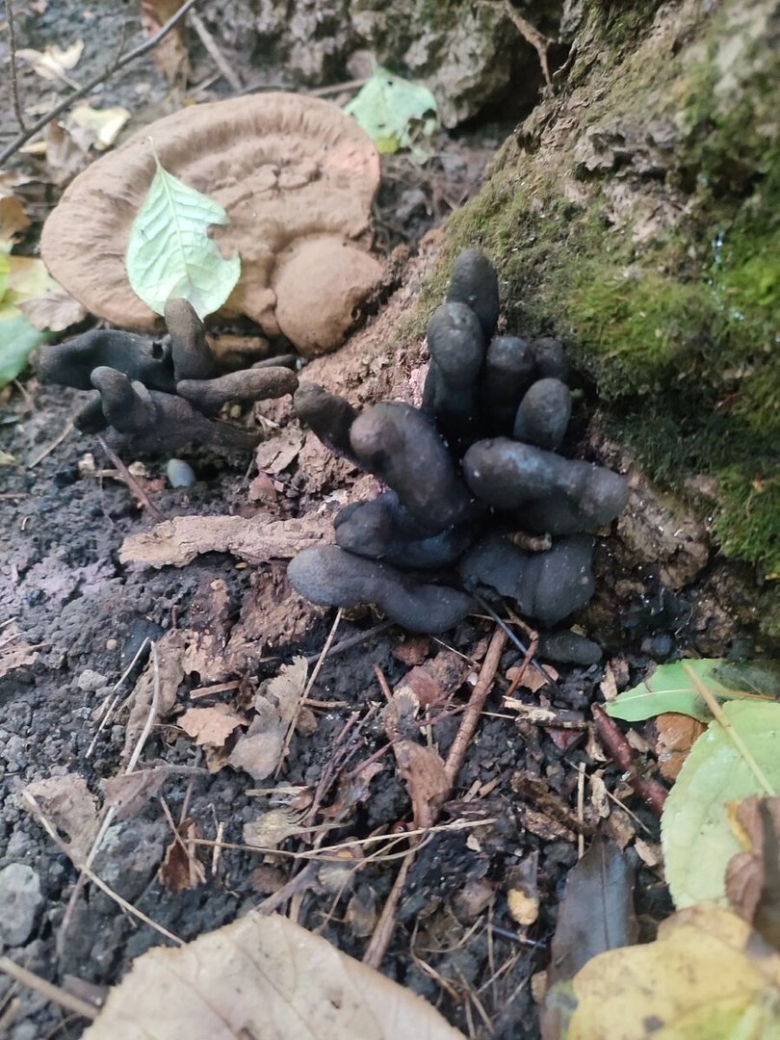 Ксилярия многообразная