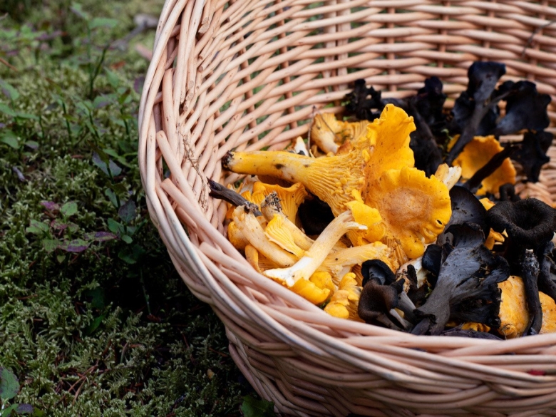 Осенние лисички грибы