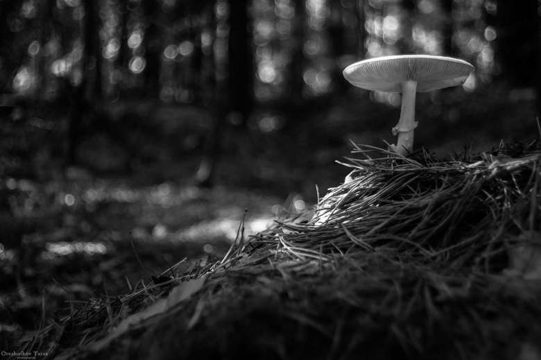 Мухомор черно белый