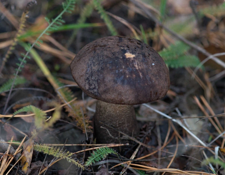 Грибы в Рязанской области