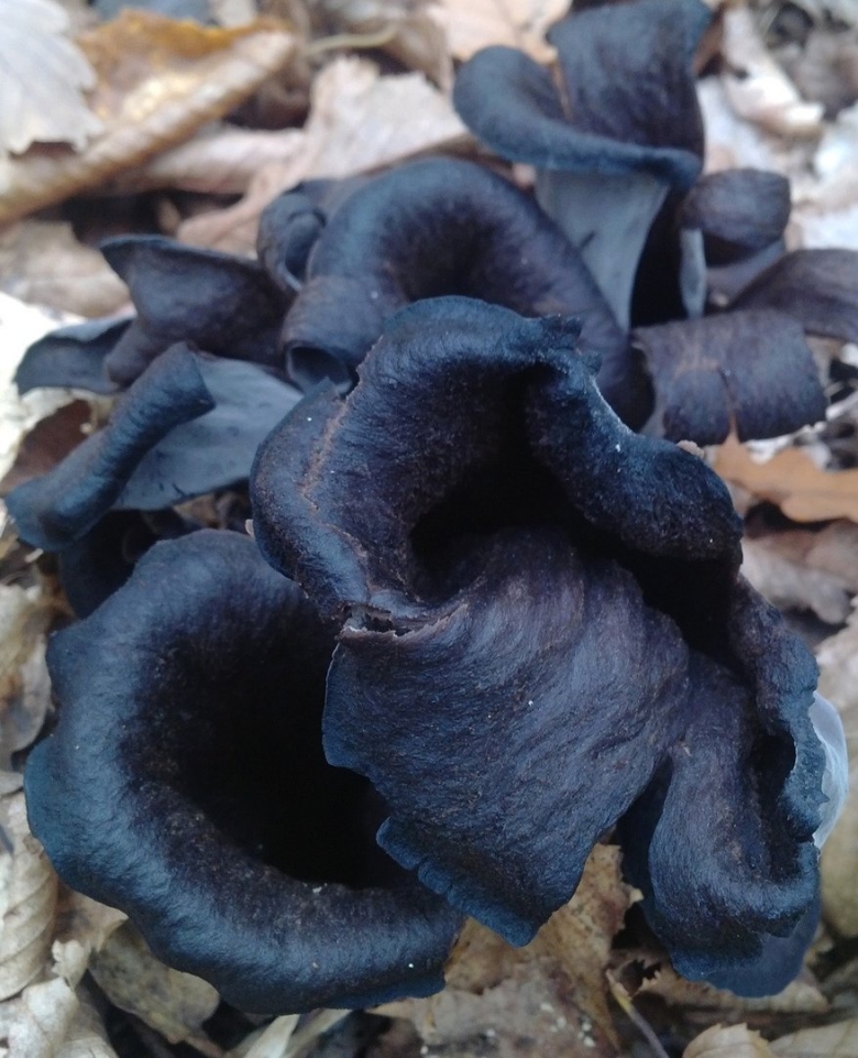 Черные лисички съедобные или нет