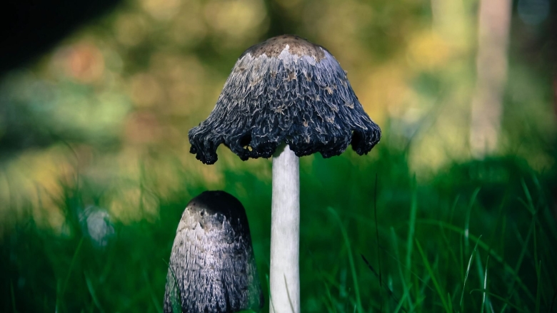 Навозник волосистоногий