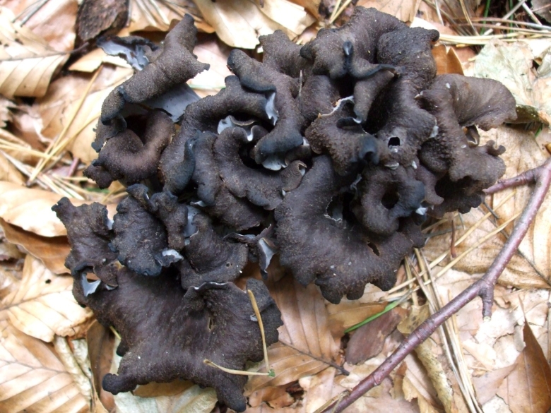 Вороночник рожковидный