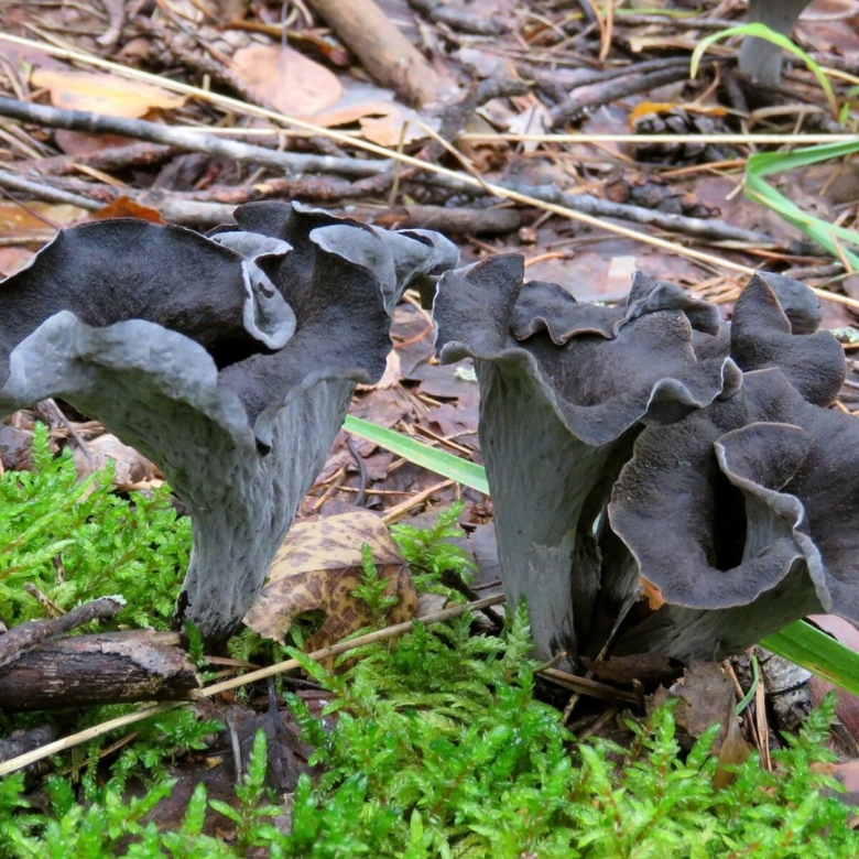 Вороночник рожковидный гриб