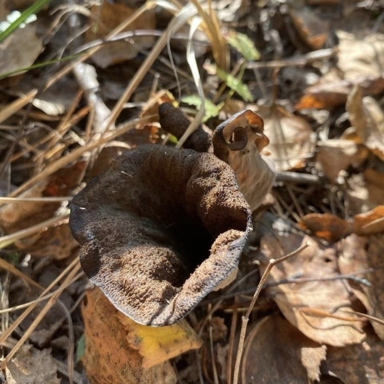 Вороночник рожковидный