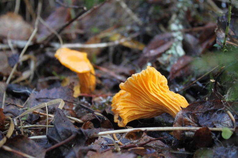 Грибы Лисичка горбатая