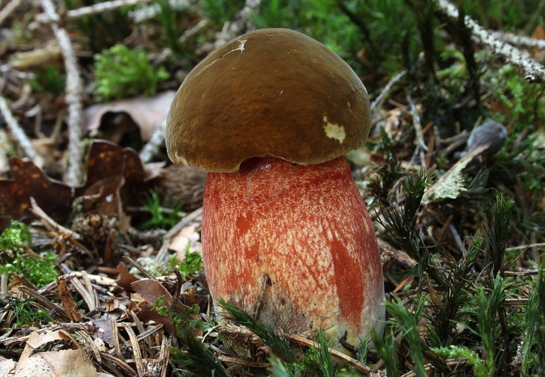 Боровик Волчий Boletus Lupinus