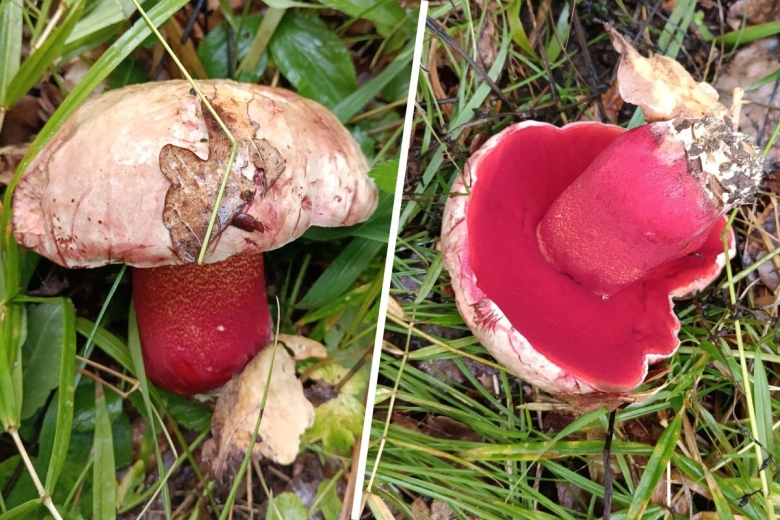 Ложный сатанинский гриб