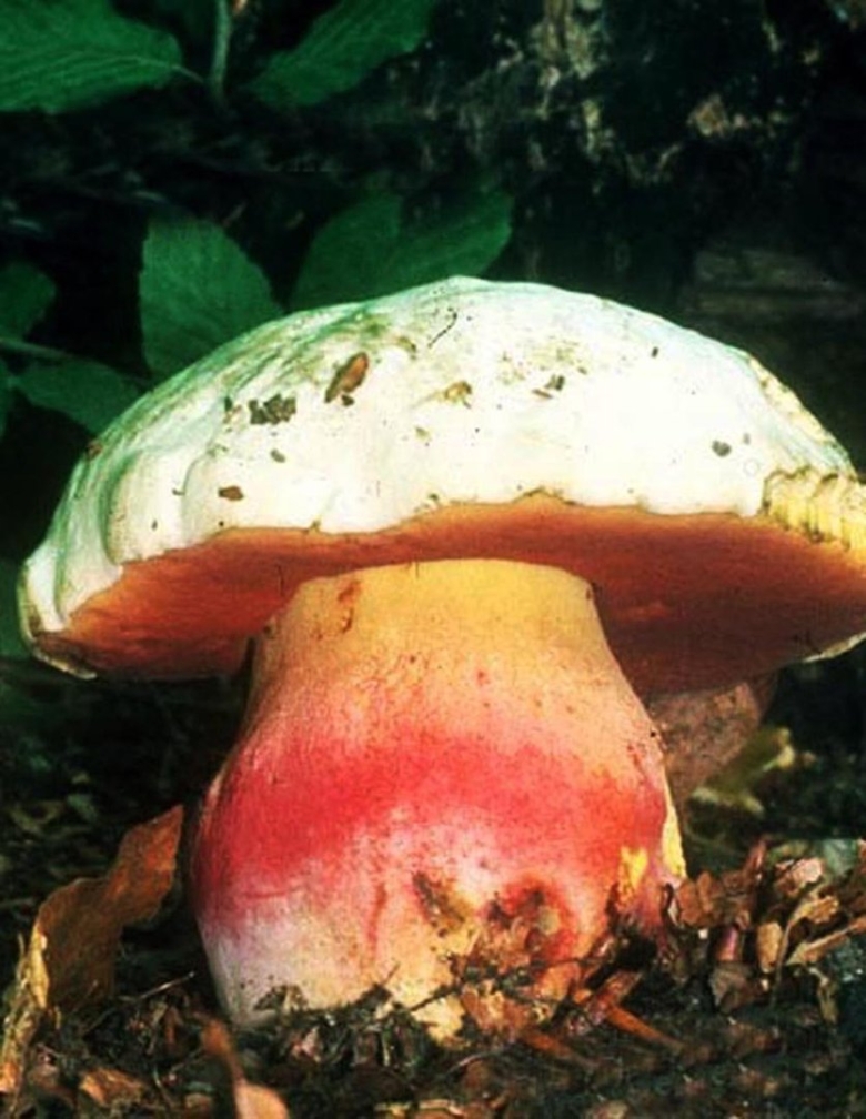 Гриб Боровик и сатанинский гриб