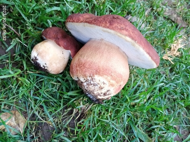 Boletus edulis