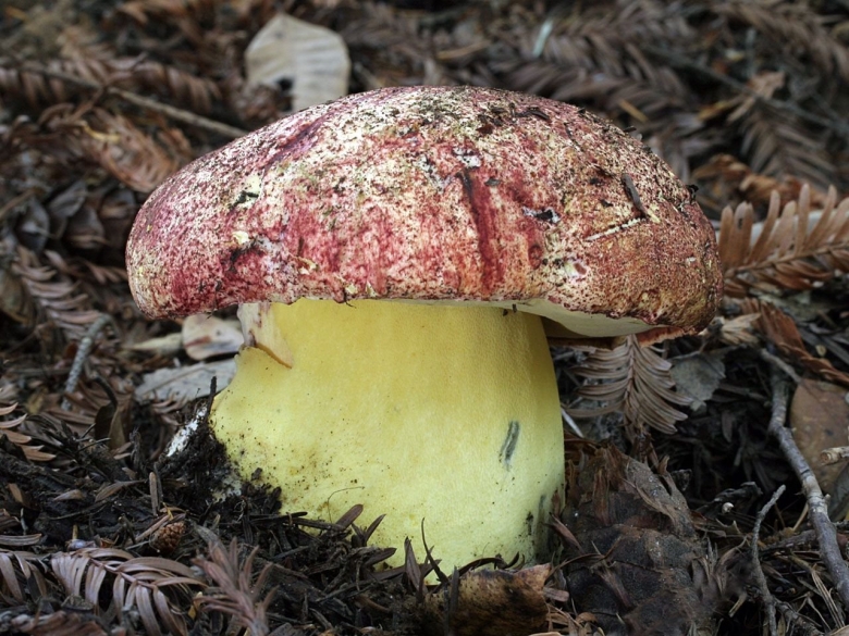 Боровик Волчий Boletus Lupinus