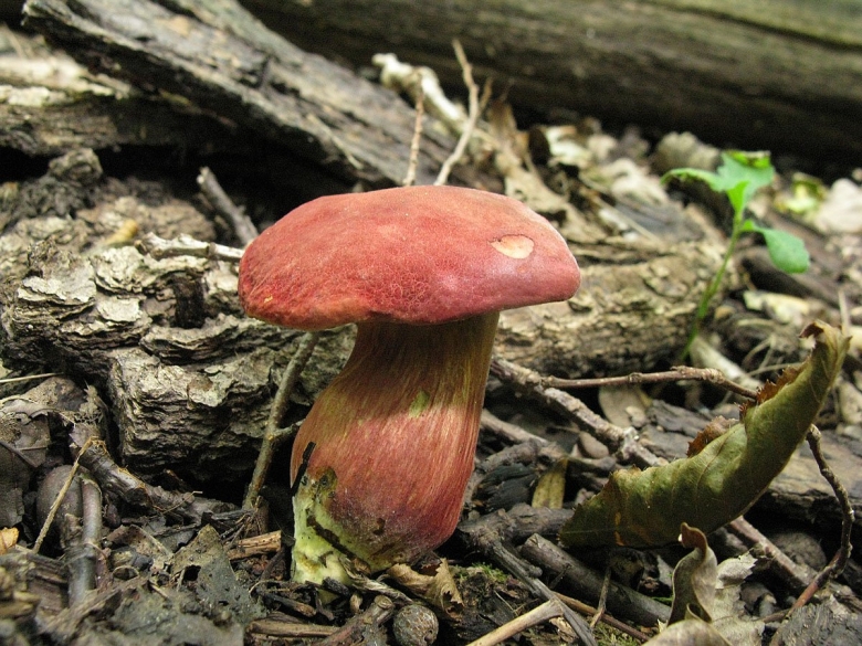Моховик красный Hortiboletus rubellus