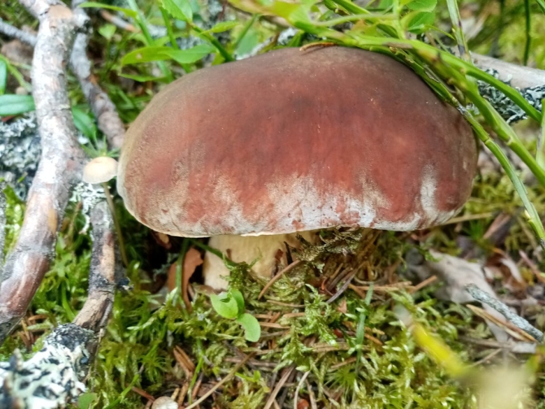 Белый гриб с красной шляпкой