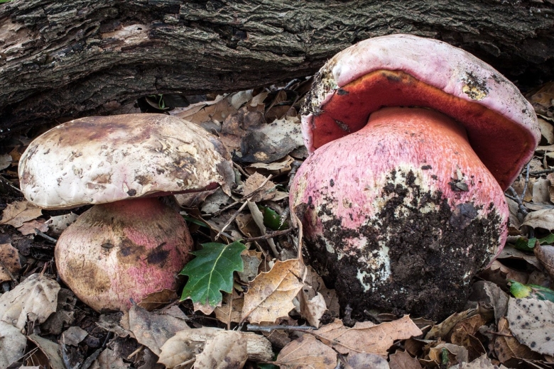 Боровик прекрасный Boletus pulcherrimus
