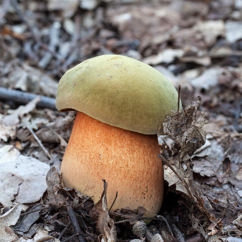 Гриб поддубовик сатанинский