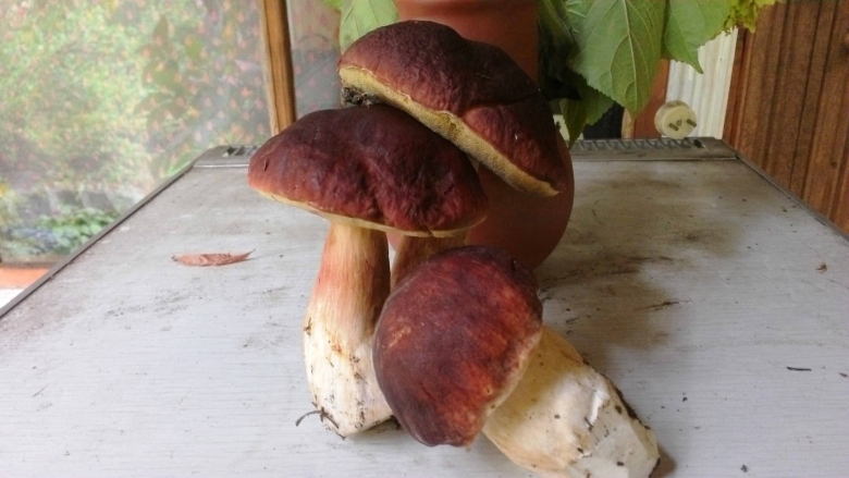 Боровик большой