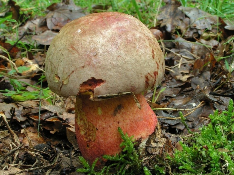 Боровик синеющий