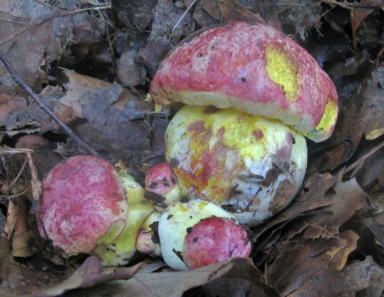 Боровик королевский болетовые