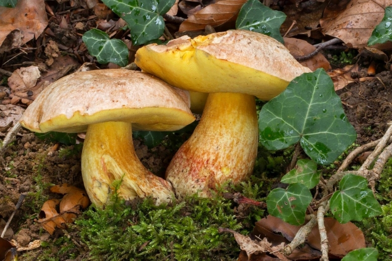 Boletus pseudoregius