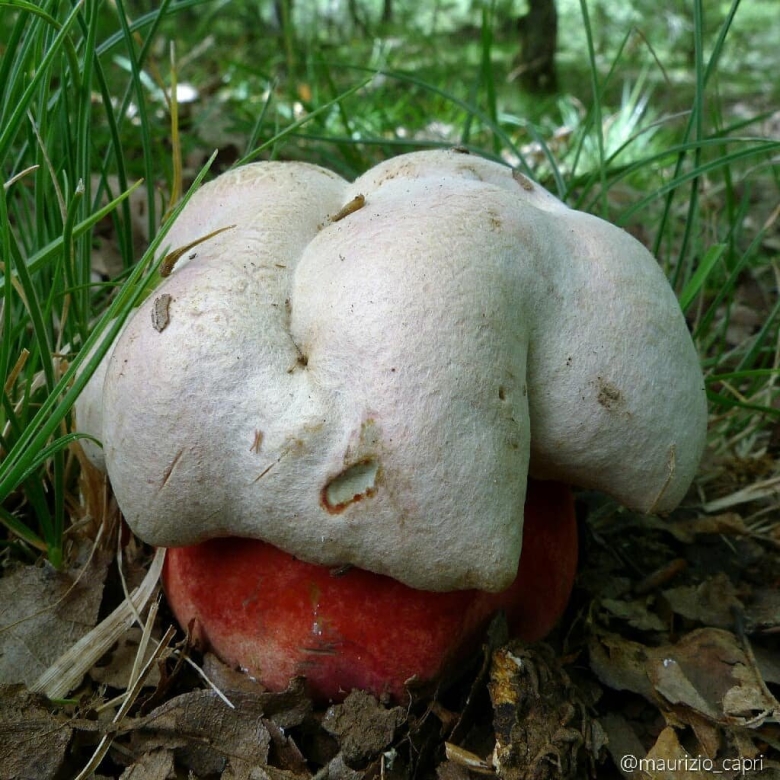 Сатанинский гриб ядовитые грибы