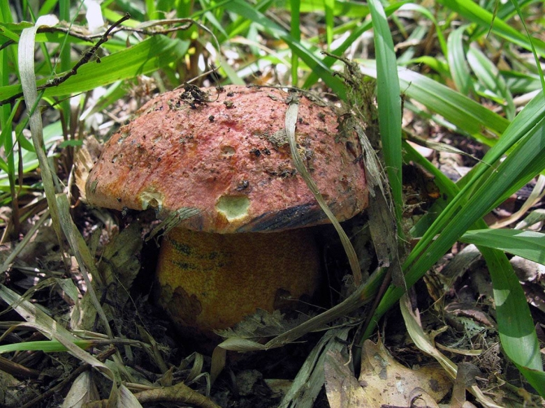 Гриб пурпурный Болетус