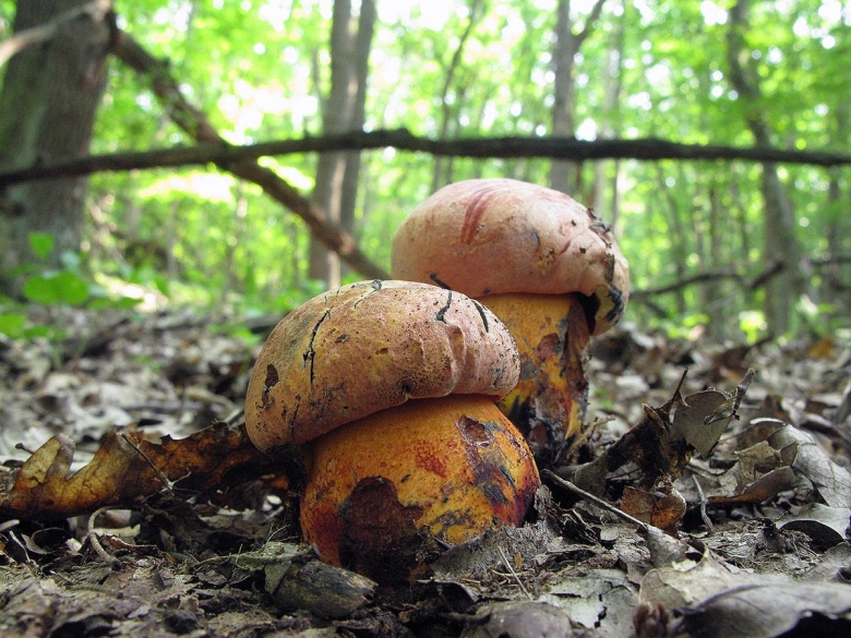 Сатанинский гриб и боровик