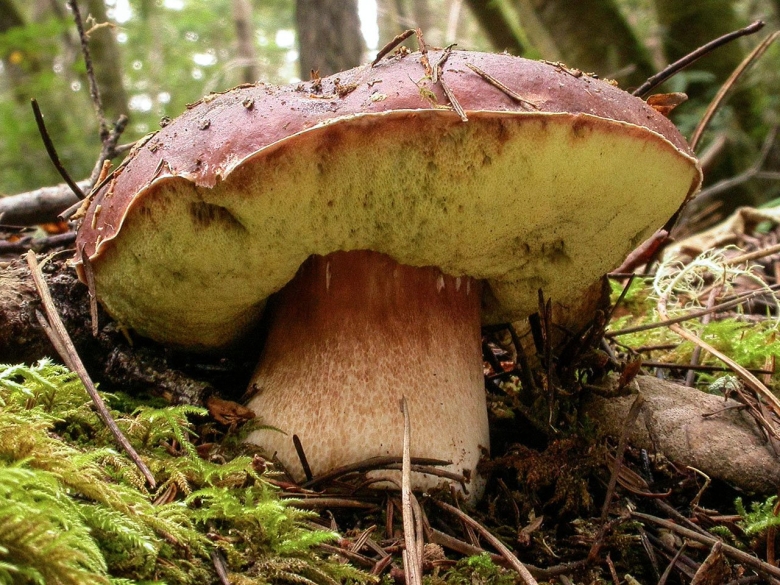 Болетус эдулис