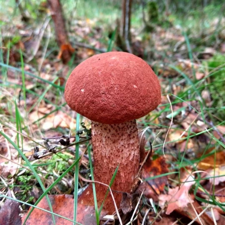 Подосиновики ложный подосиновик