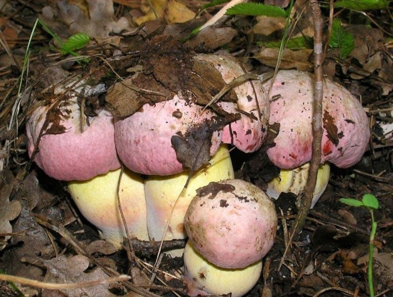 Гриб болетус королевский