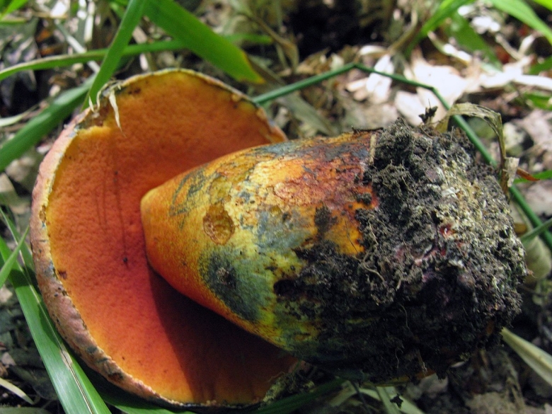 Boletus purpureus