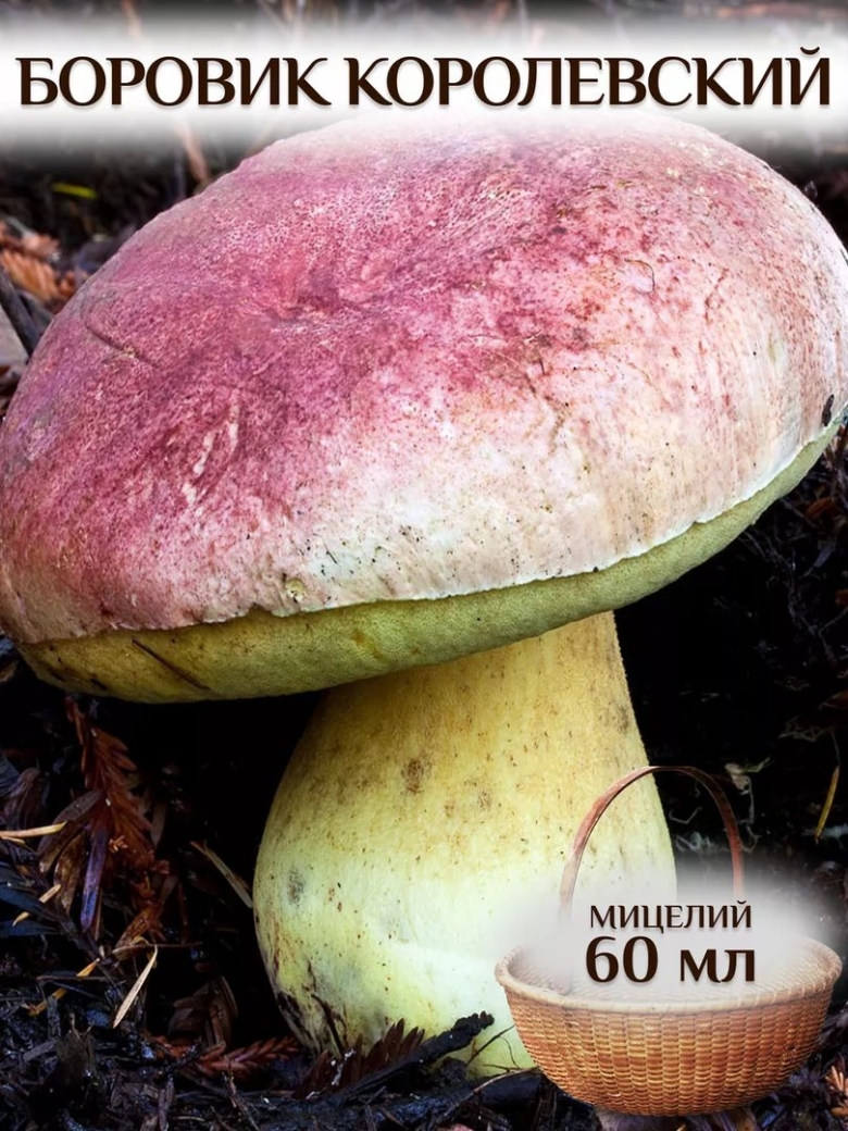 Боровик королевский болетовые