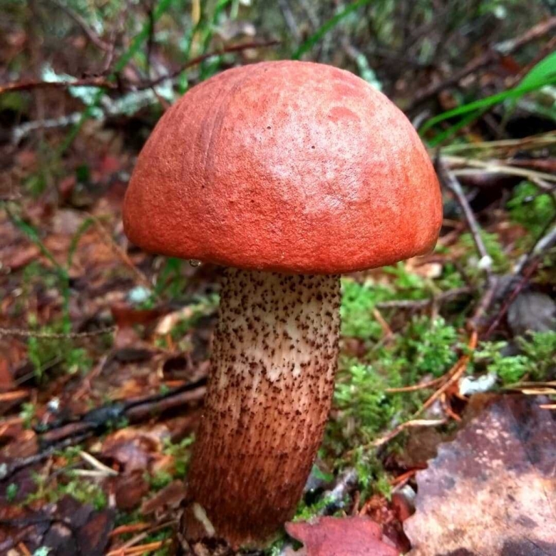 Подосиновик красный обабок красноголовик