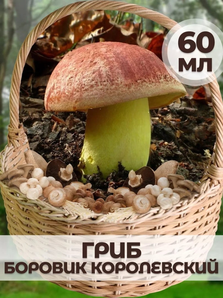 Гриб боровик