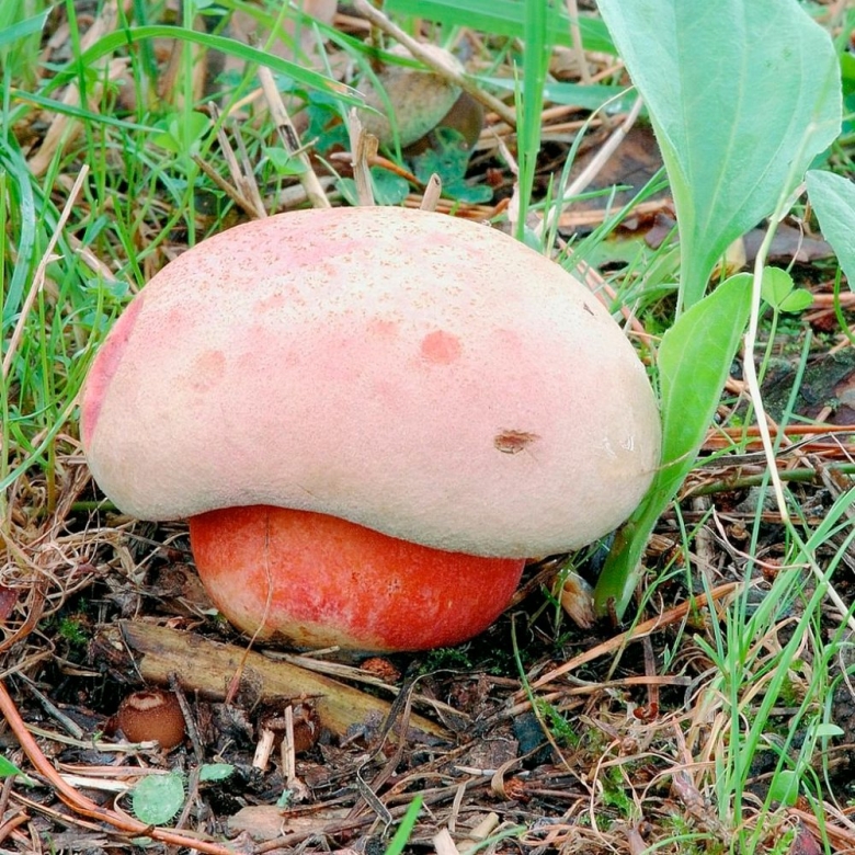 Rubroboletus legaliae