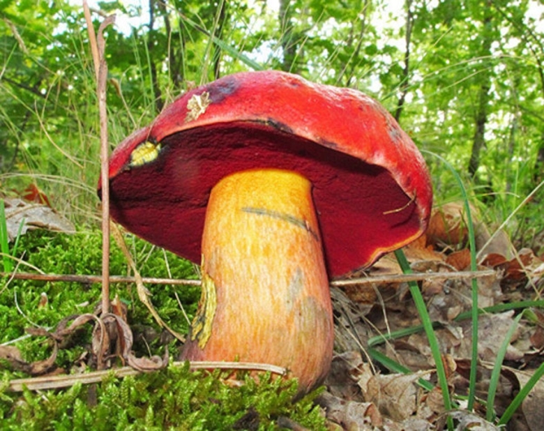 Боровик красивоокрашенный boletus
