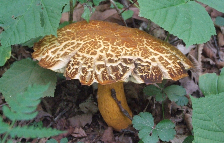 Обабок Дальневосточный гриб