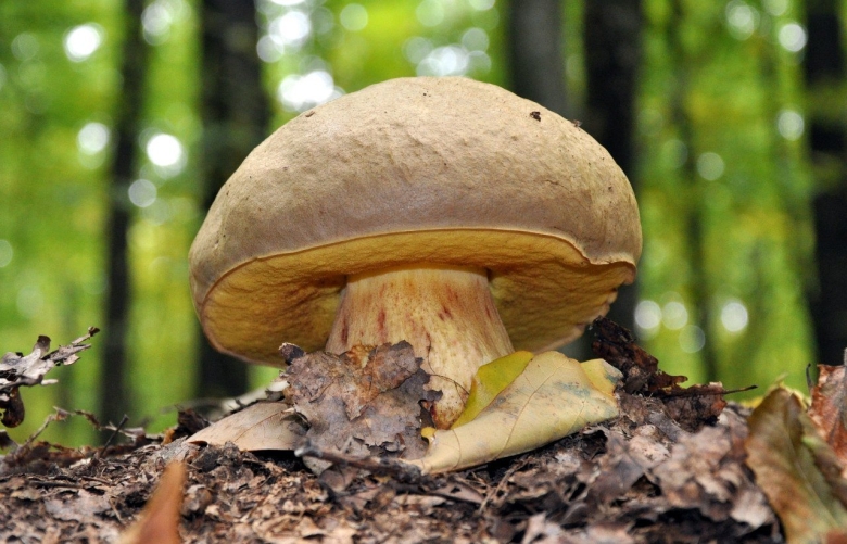 Гриб моховик съедобный