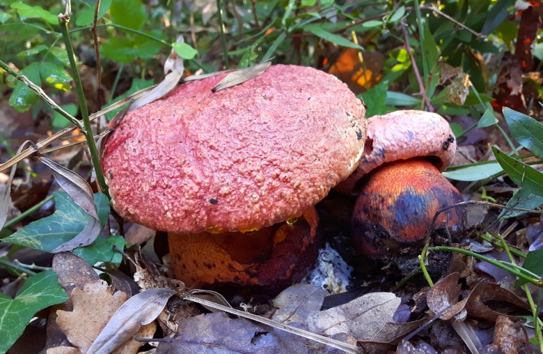 Гриб пурпурный Болетус