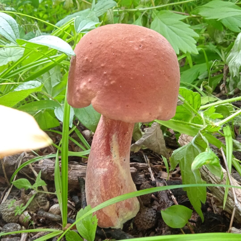 Боровик розовокожий гриб