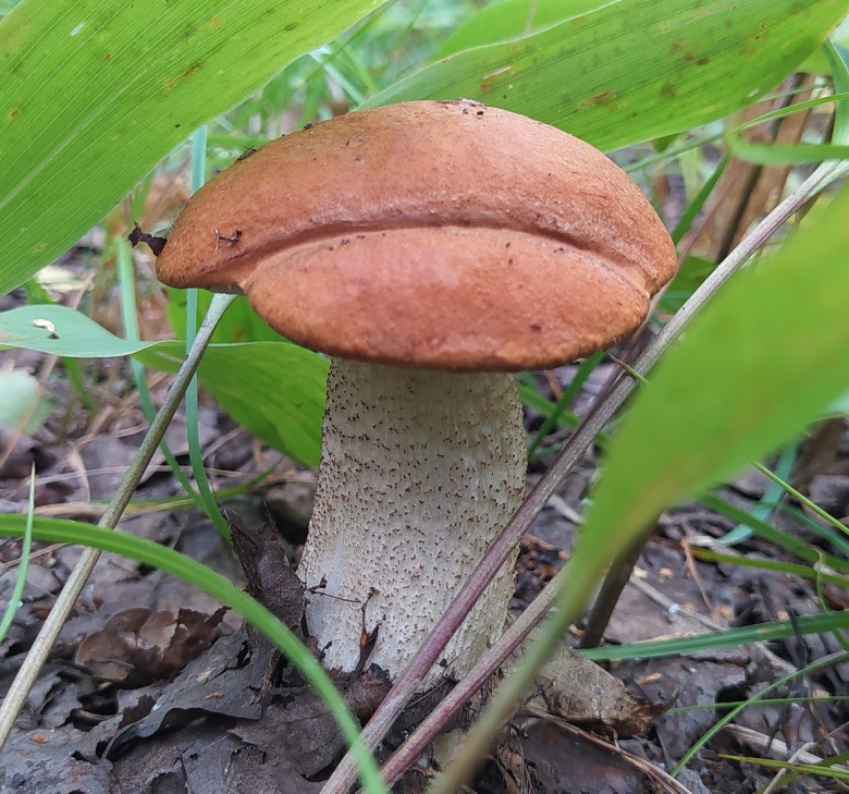 Гриб с красной шляпкой подосиновик