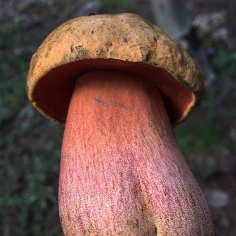 Боровик пороспоровый