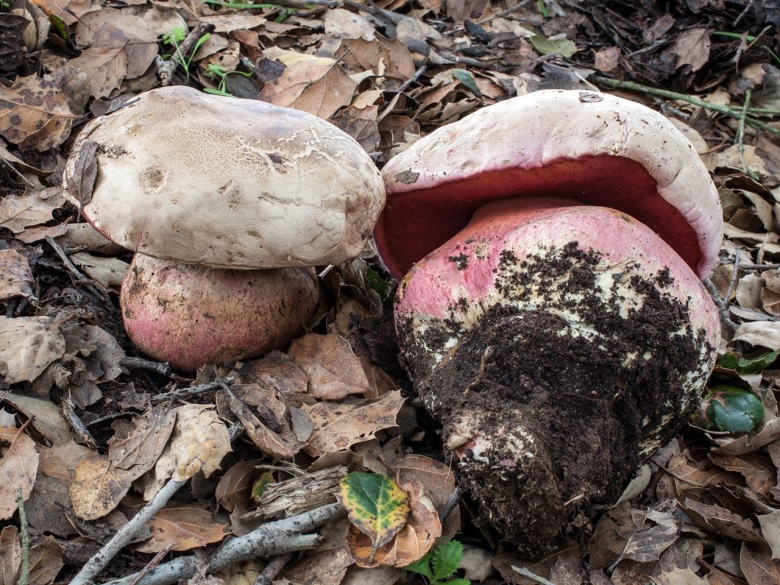 Сатанинский гриб