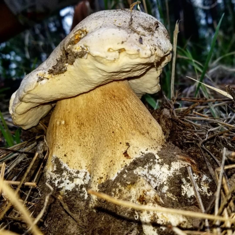 Боровик берроуза гриб