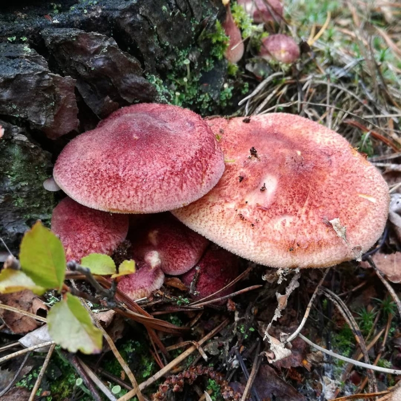 Гриб рядовка желто красная