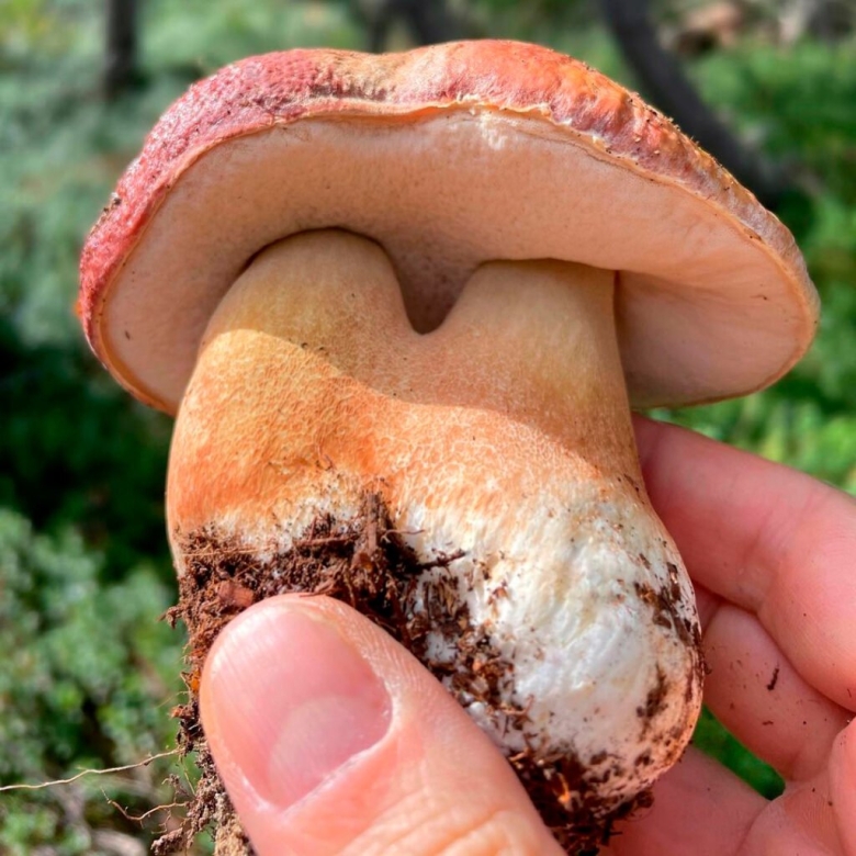 Боровик и белый гриб