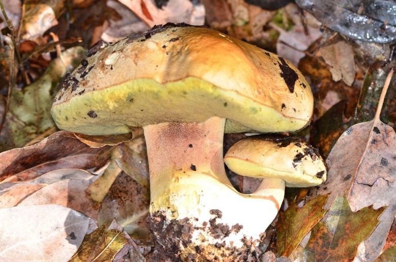Боровик девичий (boletus appendiculatus)
